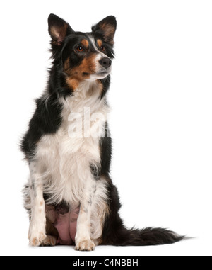 Border Collie sitting in front of white background Banque D'Images