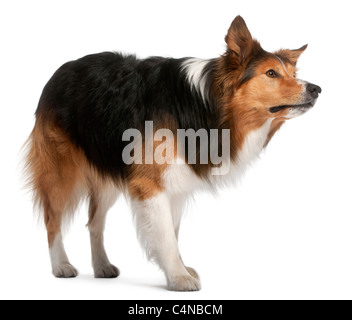 Border Collie mâle, 3 ans, in front of white background Banque D'Images