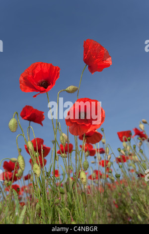 Coquelicots Papaver rhoeas contre le ciel à Burnham Market Norfolk UK Juin Banque D'Images