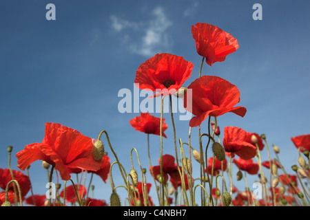 Coquelicots Papaver rhoeas contre le ciel à Burnham Market Norfolk UK Juin Banque D'Images