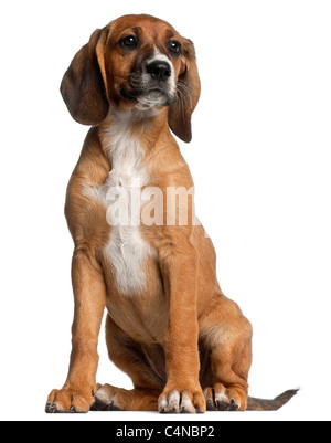 Chiot de race mixte, 12 semaines old, in front of white background Banque D'Images