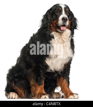 Bernois, 20 years old, in front of white background Banque D'Images