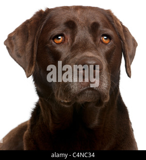 Close-up of Chocolate Labrador, 4 ans, in front of white background Banque D'Images