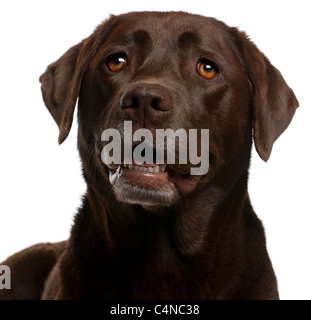 Close-up of Chocolate Labrador, 4 ans, in front of white background Banque D'Images