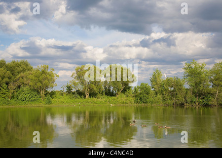 Piscine canards sur le lac Ontario, Bluffeurs Park, Scarborough, Ontario, Canada Banque D'Images