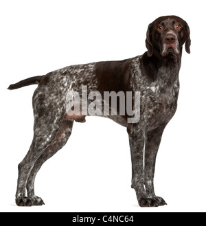 Braque Allemand, 3 ans, in front of white background Banque D'Images