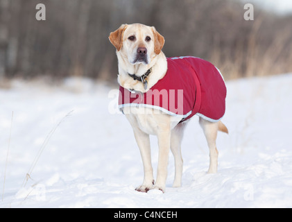 Chien Labrador Retriever jaune portant un manteau sur une froide journée d'hiver, la forêt Assiniboine, Winnipeg, Manitoba, Canada Banque D'Images