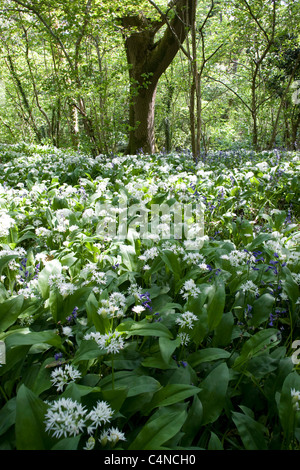 Ramsons, l'ail sauvage pousse en abondance sur Michael Pologne's 1200 acres farm Banque D'Images