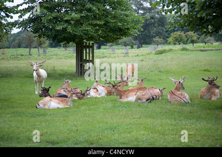Deer à Bushy Park dans le sud ouest de Londres Banque D'Images