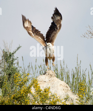 Longues jambes juvéniles sur buzzard Buteo rufinus migration au printemps Chypre Banque D'Images