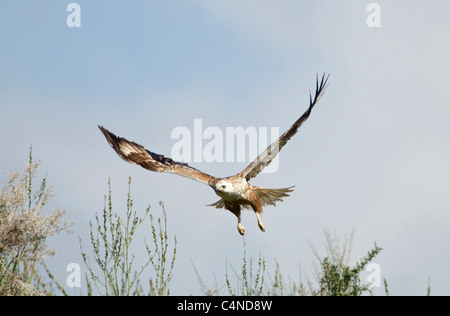 Longues jambes juvéniles sur buzzard Buteo rufinus migration au printemps Chypre Banque D'Images