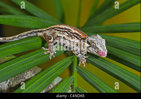 Gecko gargouille perchée sur plante feuillue Banque D'Images