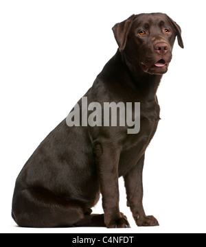 Labrador Retriever, 9 mois, in front of white background Banque D'Images