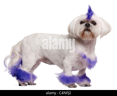 Shih Tzu avec pourpre mohawk, 2 ans, in front of white background Banque D'Images