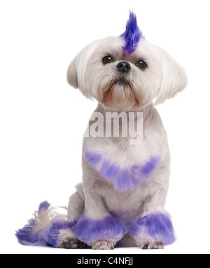 Shih Tzu avec pourpre mohawk, 2 ans, in front of white background Banque D'Images