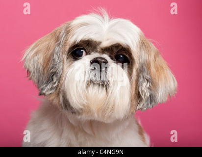 Close-up de Shih Tzu, 8 ans, en face de fond rose Banque D'Images