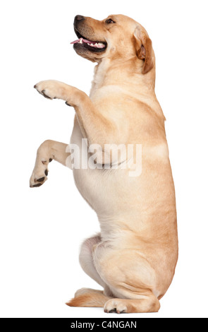 Labrador Retriever debout sur ses pattes, 2 ans, in front of white background Banque D'Images