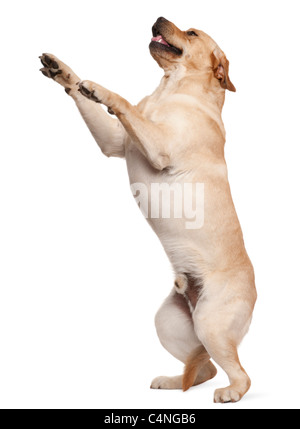 Labrador Retriever debout sur ses pattes, 2 ans, in front of white background Banque D'Images