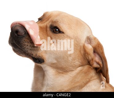 Close-up of Labrador Retriever, 2 ans, avec la mortadelle sur son nez, in front of white background Banque D'Images