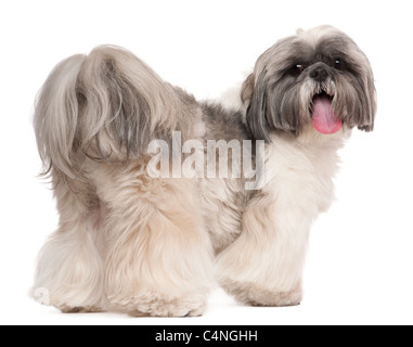 Shih Tzu haletant, 2 ans, in front of white background Banque D'Images