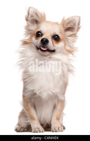 Chihuahua, 2 ans, in front of white background Banque D'Images