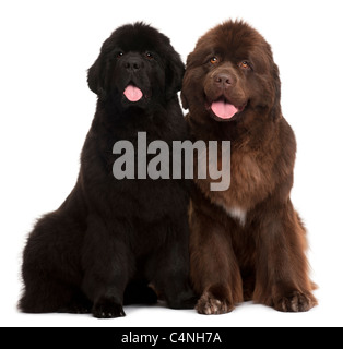 Chiots Terre-neuve, 5 et 30 mois, in front of white background Banque D'Images