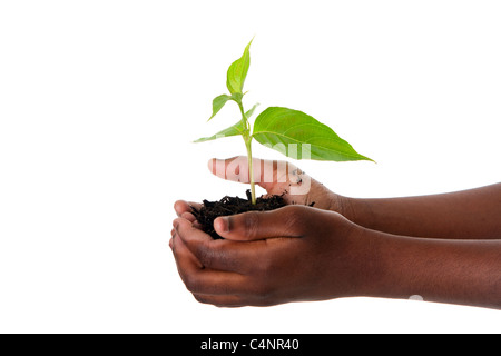 Une nouvelle jeune plante poussant à partir de la paume en mains d'enfant africain, isolé. La sécheresse sur le concept de la Terre. Banque D'Images