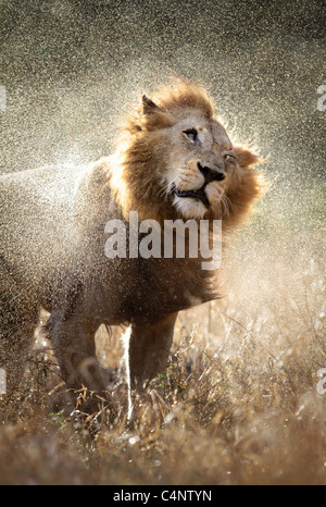 Lion mâle agitant hors de l'eau après un orage - Parc National Kruger - Afrique du Sud Banque D'Images