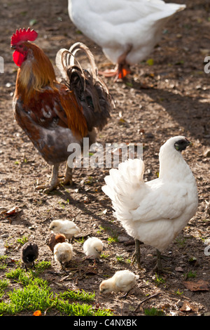 La famille poulet poule, coq et poussins à Ferme de l'Eglise, Houesville, Normandie, France Banque D'Images