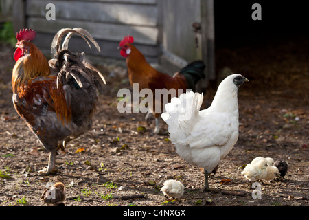 La famille poulet poule, coq et poussins à Ferme de l'Eglise, Houesville, Normandie, France Banque D'Images