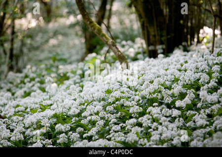 Ramsons, l'ail sauvage pousse en abondance sur Michael Pologne's 1200 acre farm qui Banque D'Images