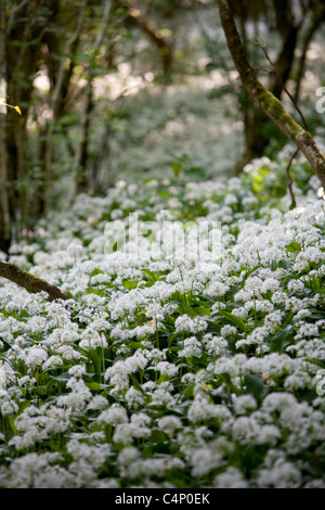 Ramsons, l'ail sauvage pousse en abondance sur Michael Pologne's 1200 acre farm qui Banque D'Images