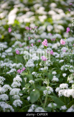 Ramsons, l'ail sauvage pousse en abondance sur Michael Pologne's 1200 acres farm Banque D'Images