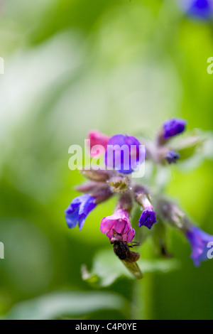 Feuilles étroites pulmonaire - Pulmonaria longifolia Banque D'Images