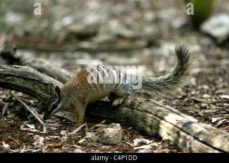 Le Numbat ( Myrmecorbius fasciatus ) marsupial. L'Australie Banque D'Images