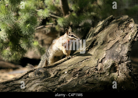 Le Numbat ( Myrmecorbius fasciatus ) marsupial. L'Australie Banque D'Images