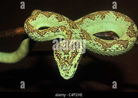 Trimeresums malbaricus MALABAR PIT VIPER venimeuse commun. Banque D'Images