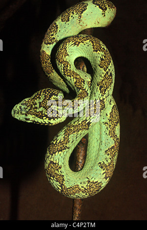 Trimeresums malbaricus MALABAR PIT VIPER venimeuse commun. Banque D'Images