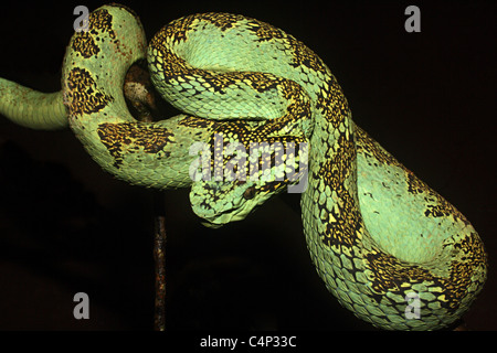 Trimeresums malbaricus MALABAR PIT VIPER venimeuse commun. Banque D'Images