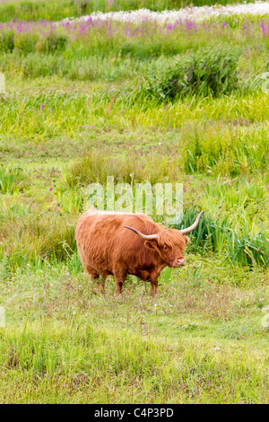 Highland bovins utilisés pour la conservation et la gestion des terres de pâturage, l'aide sur une réserve faunique, London, UK Banque D'Images