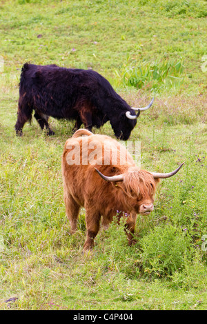 Highland bovins utilisés pour la conservation et la gestion des terres de pâturage, l'aide sur une réserve faunique, London, UK Banque D'Images