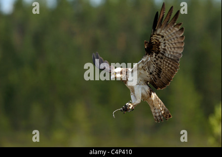 Balbuzard pêcheur (Pandion haliaetus) Banque D'Images