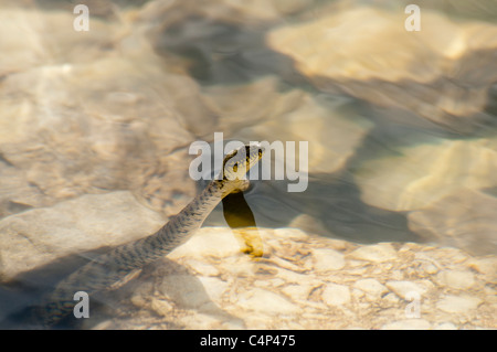 Dice Snake dans le lac Prespa sur les berges de l'île de Maligrad en Albanie. Würfelnatter Prespasaee im Am Ufer der Insel Maligrad. Banque D'Images