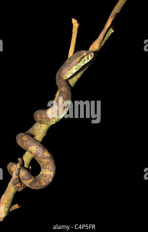 Trimeresums malbaricus MALABAR PIT VIPER venimeuse commun. Banque D'Images