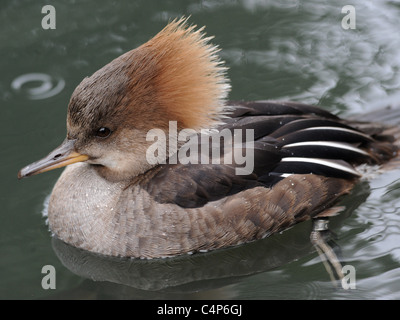 Un canard Bec-scie. Banque D'Images