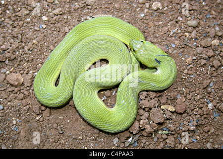 VERT KEELBACK Macropisthodon plumbicolor non venimeux rare Matheran, district de Raighad, Maharashtra, INDE Rhabdophis plumbicolor Banque D'Images