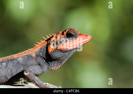 Jardin oriental Calotes versicolor lézard, dans la reproduction couleur, Inde Banque D'Images