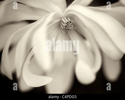 Close up of Royal Star Magnolia (Magnolia stellata). Oregon Banque D'Images