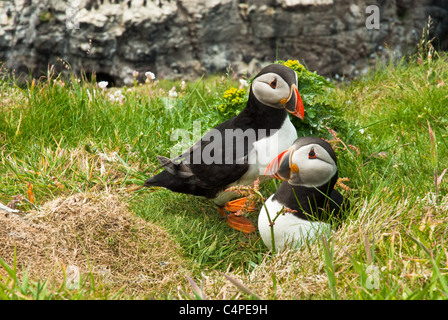 Une paire de couleurs vives les macareux se tenant ensemble par leur terrier de nidification. Île de Lunga, en Écosse. UK Banque D'Images