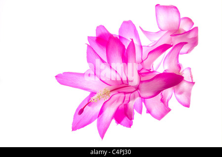 Cactus de noël ou schlumbergera gaertneri en pleine floraison sur fond blanc Banque D'Images